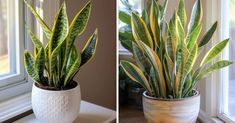 two pictures of a potted plant in front of a window