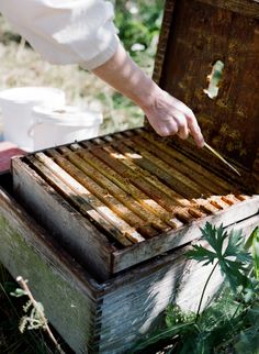 a beekeeper is inspecting the bees in his hive box