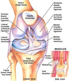 Preventing ACL Injury through Strengthening Exercises Fitness Profile, Anatomy Of The Knee, Knee Anatomy, Foot Anatomy, Human Body Anatomy, Muscle Anatomy