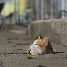 an orange and white cat laying down on the ground next to some cement steps with its eyes closed