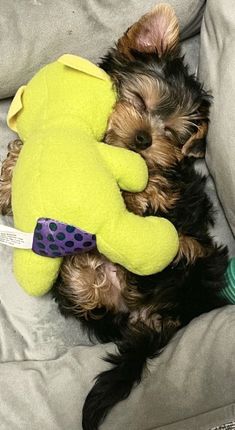 a small dog laying on top of a couch next to a stuffed animal toy in its mouth