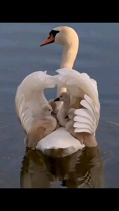 two white swans are swimming in the water with their heads touching each other's necks