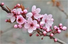 pink flowers are blooming on a tree branch