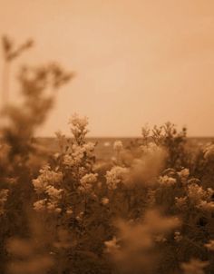 a field full of tall grass and flowers