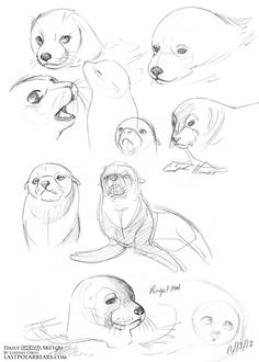 sketches of sea lions and seal puppies