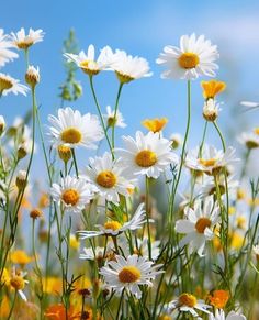 many white and yellow flowers are in the grass