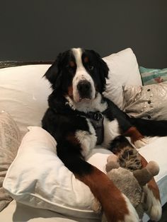 a black and white dog laying on top of a bed next to a stuffed animal