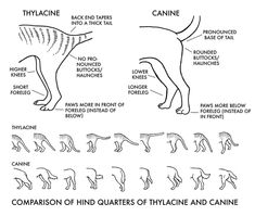 the anatomy of a cat's body and its corresponding features, including their names