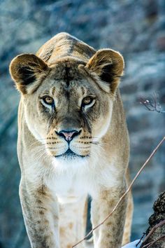 a close up of a lion on a snowy surface