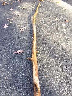 a fallen tree branch on the side of a road