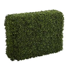 a green boxwood hedge is shown against a white background