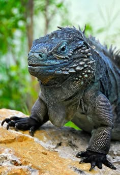 an iguana sitting on top of a rock