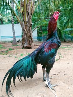 a rooster standing in the dirt near some palm trees