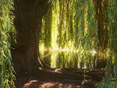 the tree is next to the water in the park with its branches hanging over it