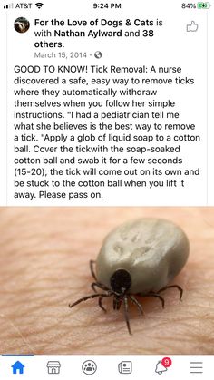 Tick Removal, Natural Bug Repellent, Survival Skills Life Hacks, Survival Life Hacks, Survival Life, Everyday Hacks, Good To Know, Simple Life Hacks