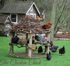 chickens and roosters are gathered around a chicken house made out of sticks, branches and twigs