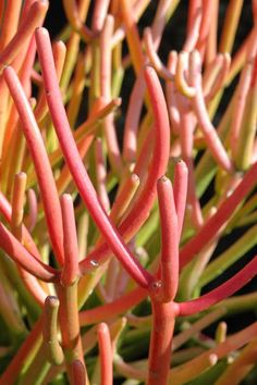 close up view of the leaves and stems of a plant with red, yellow and green foliage