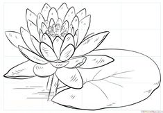 a drawing of a water lily