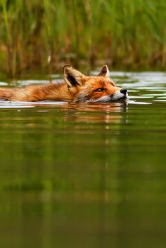 a red fox swimming in the water