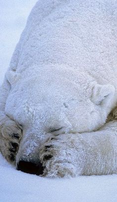 an adult polar bear sleeping on top of it's back in the white snow