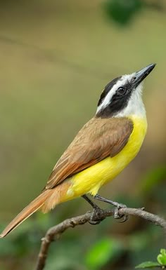 a small bird perched on top of a tree branch