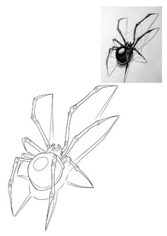 a black and white photo of a spider on the left, and an image of a bug on the right