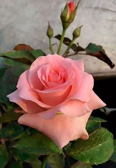 a pink rose is blooming in a vase