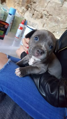 a person holding a puppy in their lap