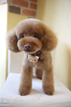 a brown poodle standing on top of a white chair