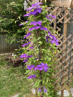 purple flowers growing on the side of a wooden trellis