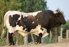 a black and white cow standing in front of a wooden fence with trees behind it