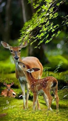 two deer standing next to each other on a lush green forest covered in leaves and grass