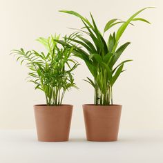 two potted plants sitting next to each other