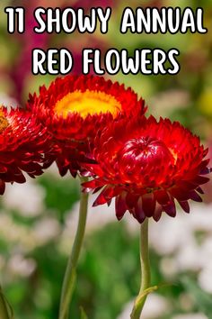 two red flowers with the words it showy annual red flowers