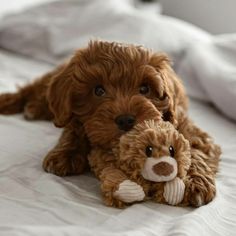 a brown dog laying on top of a bed next to a stuffed animal