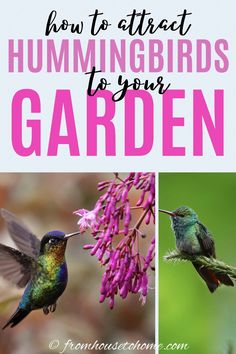 Attract Hummingbirds To Your Garden (10 Tips You Can Use In Your Yard) Indoor Gardening Supplies, Diy Container Gardening, Hummingbird Gifts, Container Garden Design