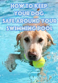 a dog swimming with a tennis ball in its mouth and the words how to keep your dog safe around your swimming pool