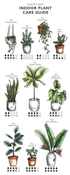 an illustrated guide to indoor plants and their uses in the houseplant garden plant identification chart