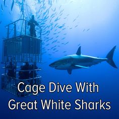 a caged shark swims past a diver in the ocean