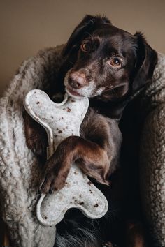 a dog holding a bone toy in its mouth