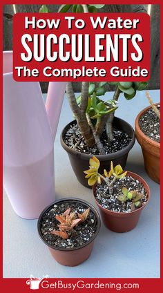 small potted succulent plants with a pink watering can sitting next to them of a table Watering Succulents, Water Succulents, How To Water Succulents, Cactus Water, Succulent Garden Indoor, Indoor Cactus, Walkway Ideas, Cactus Care, Garden Fun