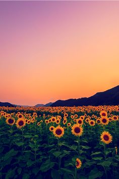 the sunflowers are blooming in the field as the sky is pink and purple