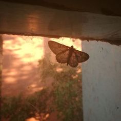 a moth that is sitting on the window sill