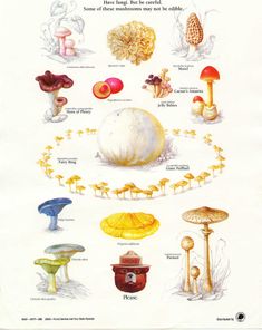 an illustration of different types of mushrooms and other things that are ediblely found in the forest