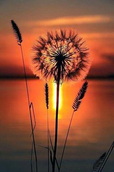 the sun is setting behind a dandelion in front of a body of water