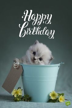 a kitten sitting in a bucket with a tag on it's side and the caption happy birthday