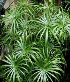 some very pretty green plants in the grass