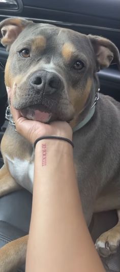 a dog sitting in the driver's seat of a car with its tongue hanging out