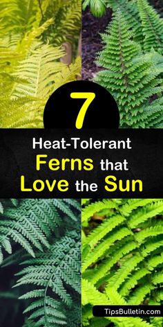 ferns that love the sun are featured in this postcard with text overlaying 7 heat - tolerant ferns that love the sun