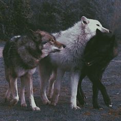 three wolfs playing with each other in the woods